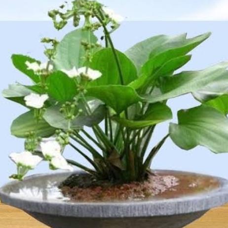 Laris Tanaman Melati Air /Mexican Sword Plant. Ukuran Besar