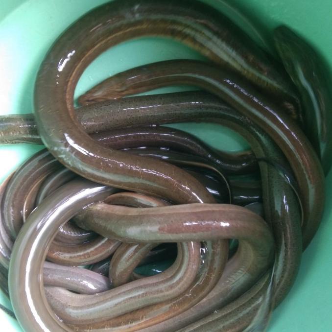 

Ready Ikan Belut Fresh