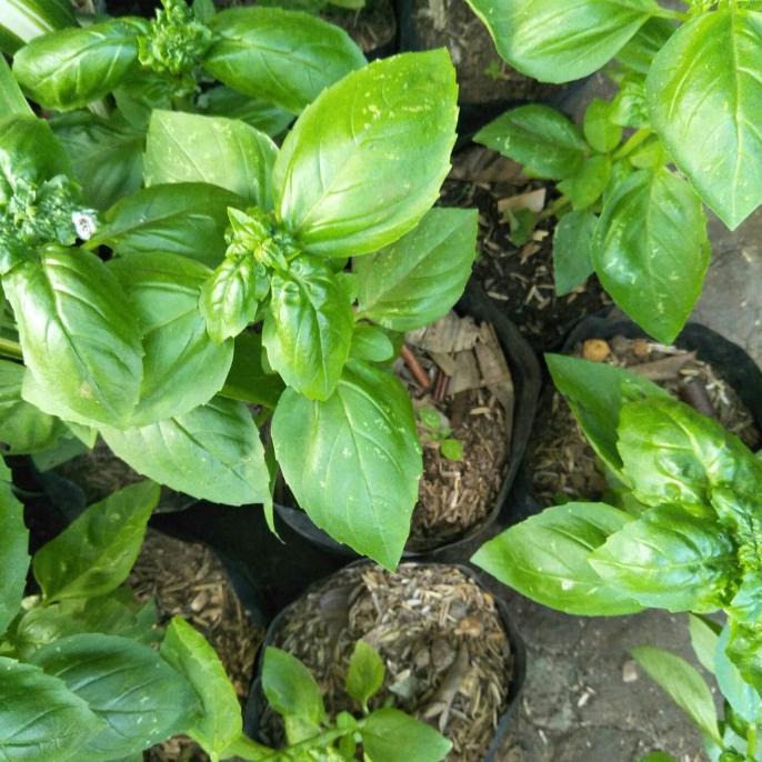 

Terbaru Tanaman Sweet Basil/Bumbu Masak/Rempah