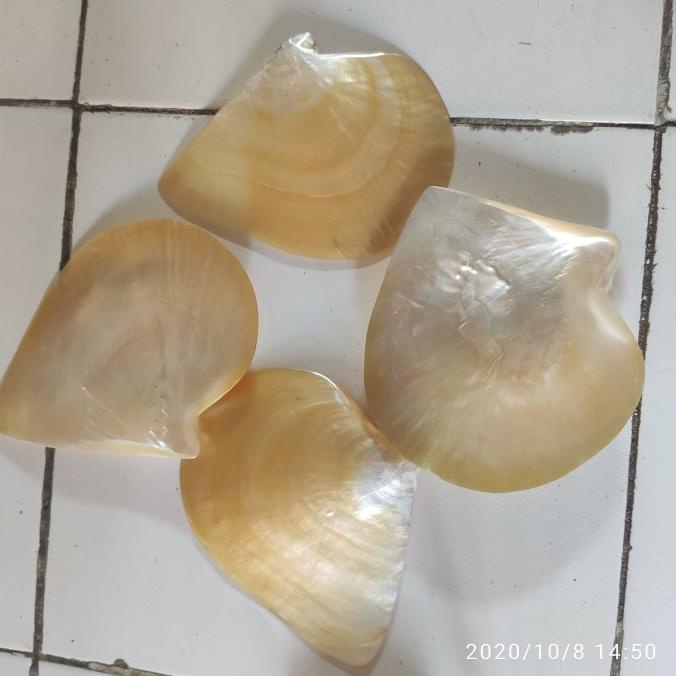 Kualitas terbaik] cangkang kerang mutiara/cangkang kelomang/cangkang hias/kulit kerang