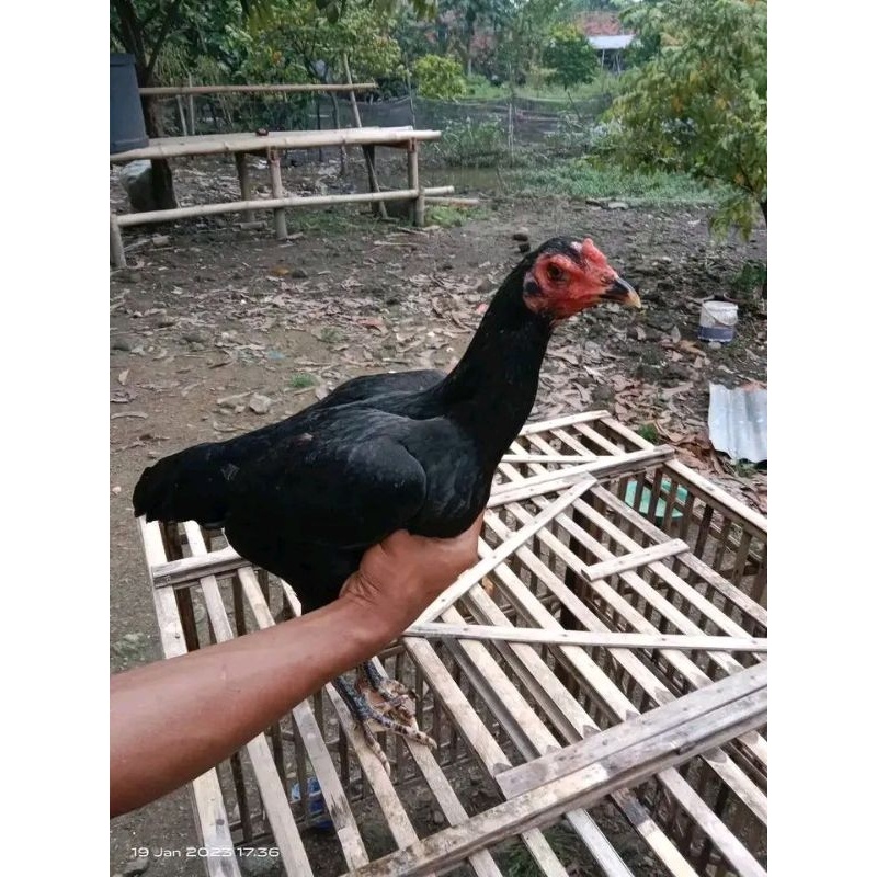 TERBARU TELUR TETAS AYAM PAKHOY ORIGINAL