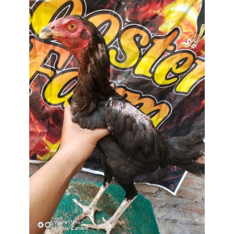 READY TELUR TETAS AYAM PAKHOY BRAKOT