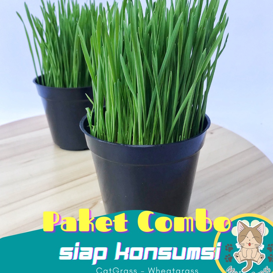PAKET RUMPUT KUCING - 2pcs / Rumput Kucing Sudah Jadi / Siap Panen / Wheatgrass  .