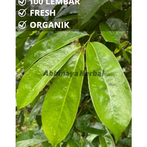 

WMFY8823 5.5 COD Daun sirsak segar - daun sirsak fresh organik per 100 lembar
