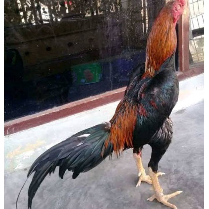 

➼➳✿✯ telur ayam bangkok fertil asli petarung per 1 butir Sale