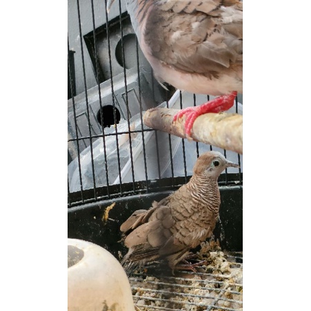 Burung perkutut lokal alam
