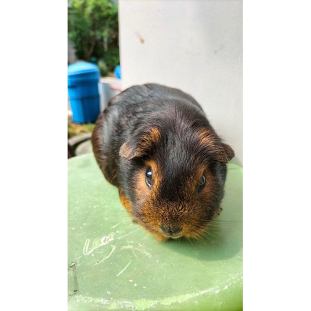Guinea Pig American black tan
