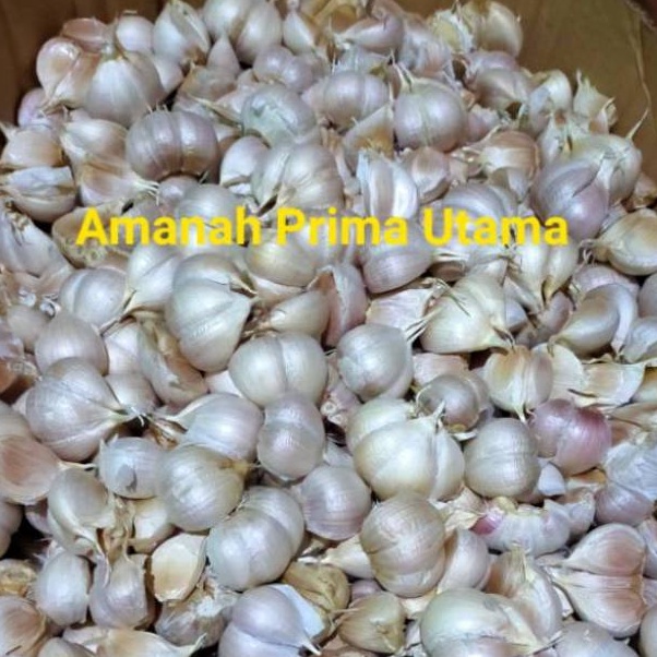 

Terlaris Bawang Putih Kating Bersih 1 kg Ready Stok