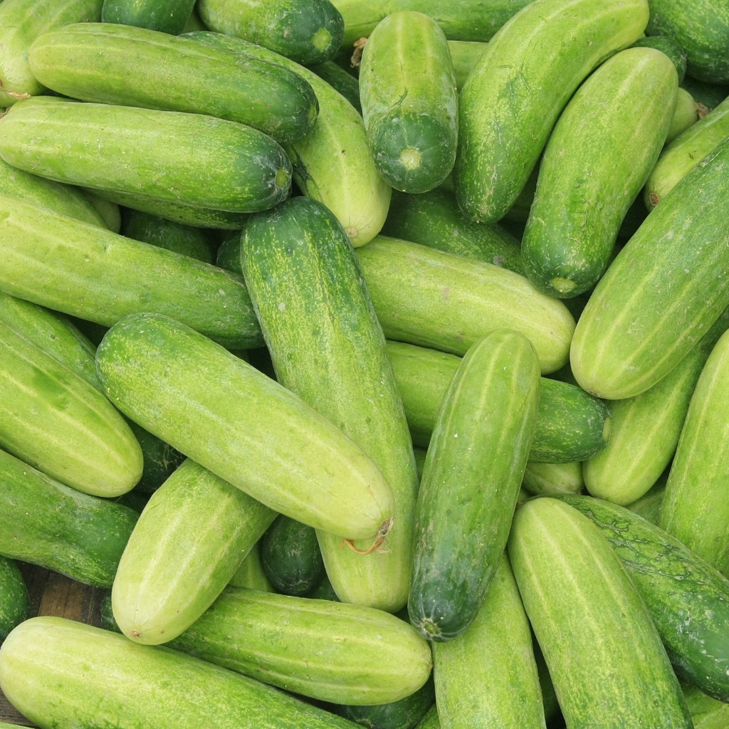 

Timun Segar / Fresh Cucumber 1 Kg