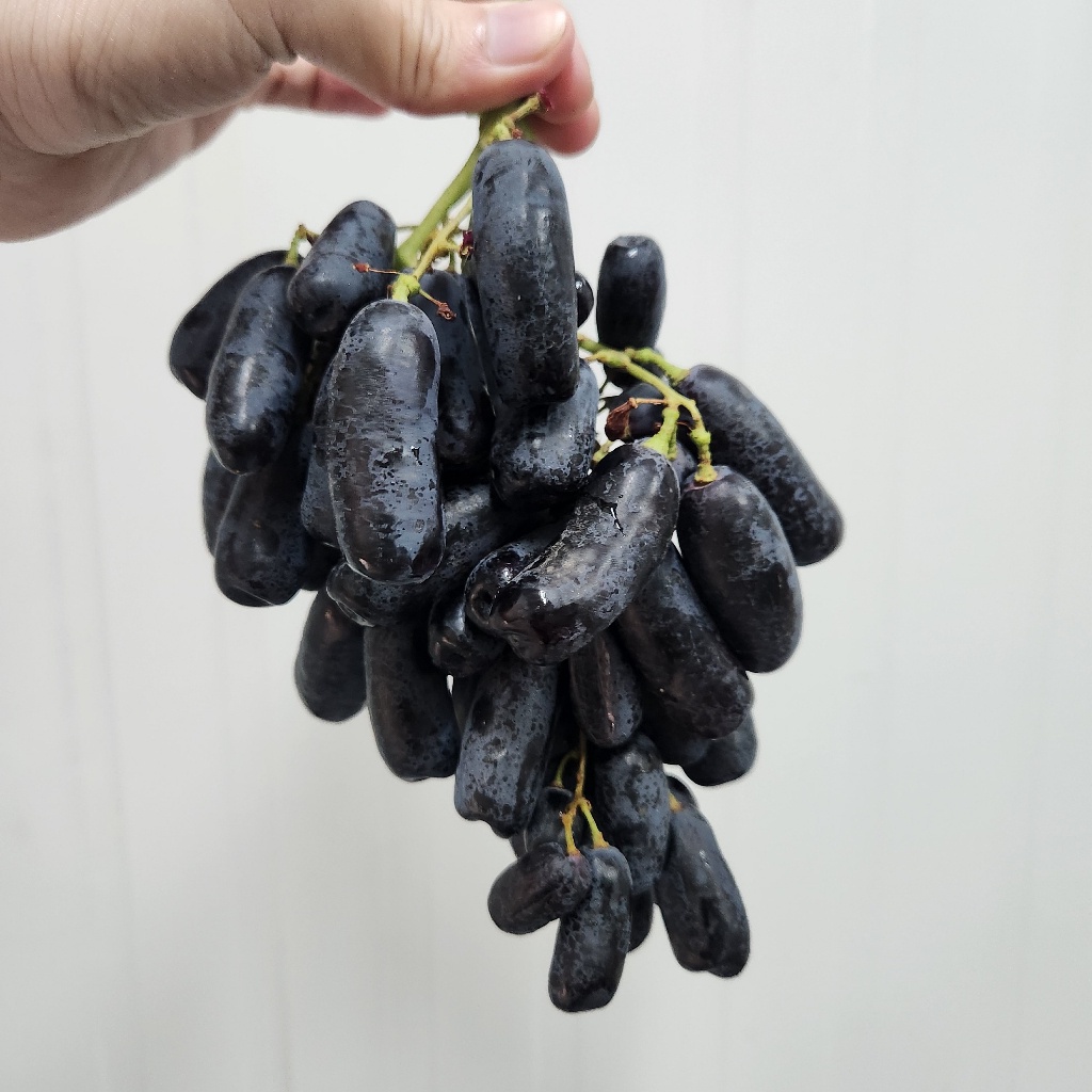 

Anggur Hitam Tanpa Biji Moondrop Sweet Saphire Grape 500gr