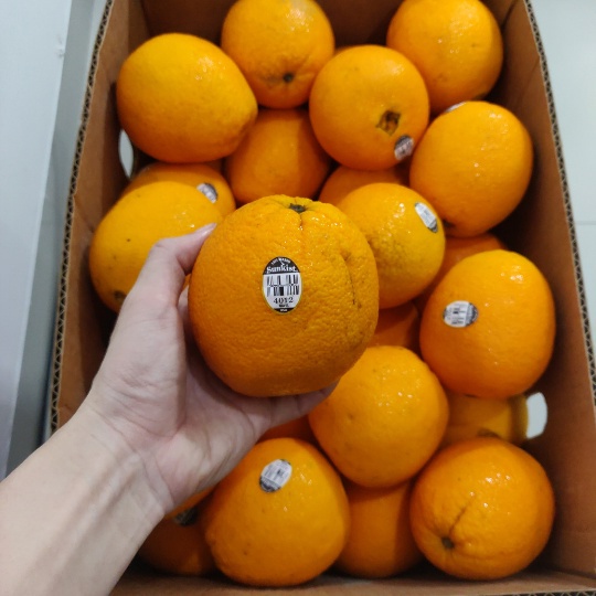 

Jeruk Orange Sunkist Navel Import USA / AUS / RRC Premium Quality 1Kg