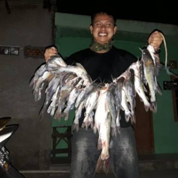 Viral Umpan Kucur Ryan Fernandez 1 Kg