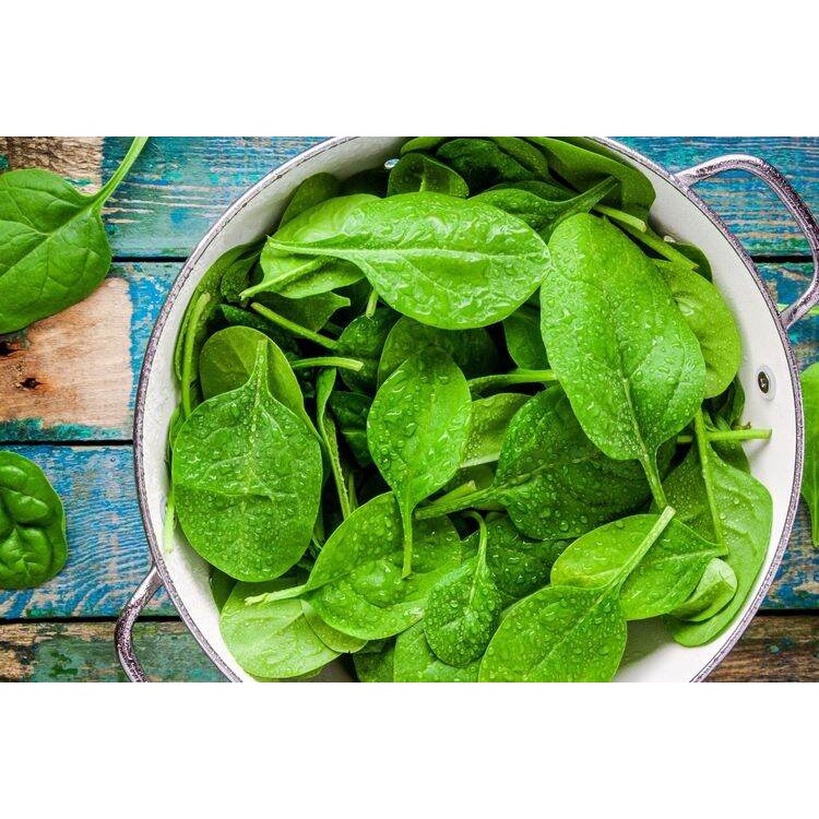 16 BUTIR BIJI / BENIH SAYUR BAYAM - SPINACH AMERICA - BABY SPINACH