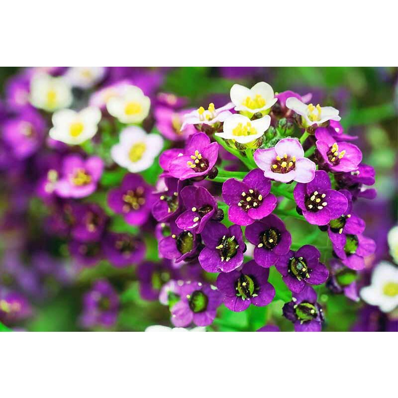7 BUTIR BIJI / BENIH BUNGA SWEET ALYSSUM MIX | ALISON FLOWER