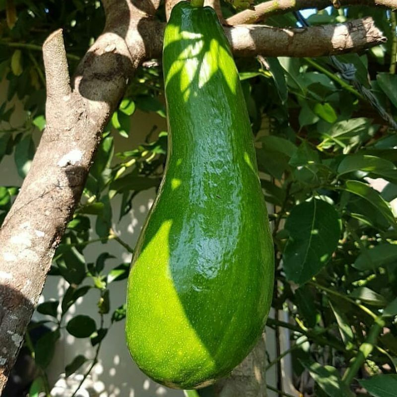 READY bibit alpukat kelud / subang batang besar siap berbuah