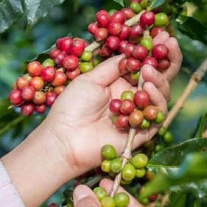 

Mudah Buah Kopi Segar | Kopi Mentah 1 Kg Terbatas