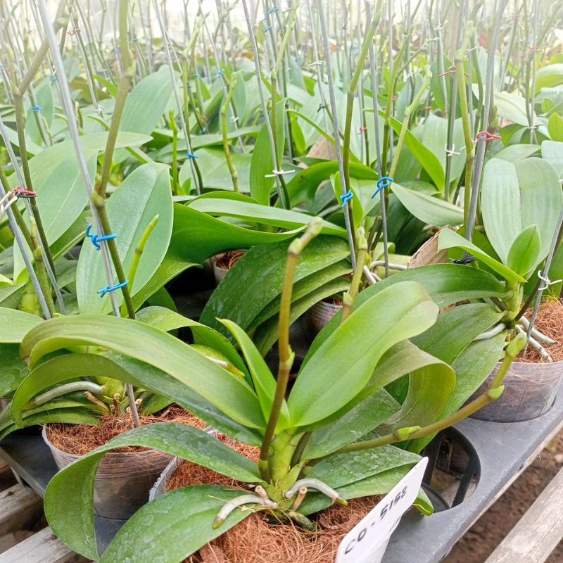 anggrek bulan mini/besar grade B ID RANDOM double tangkai phalaenopsis hybrid murah angbul spike