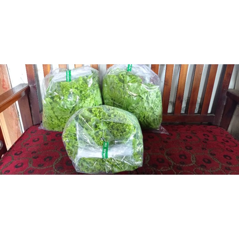 

selada 1000g