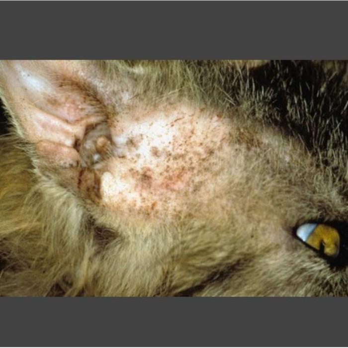 OBAT SALEP GATAL ALERGI SALEP HEWAN PELIHARAAN KUCING DAN ANJING AMPUH