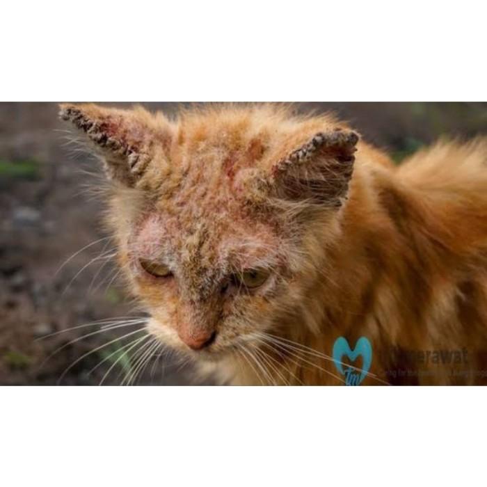 OBAT SCABIES DEMODEX ANJING KUCING PARASIT GATAL BERKERAK SHIDROPS