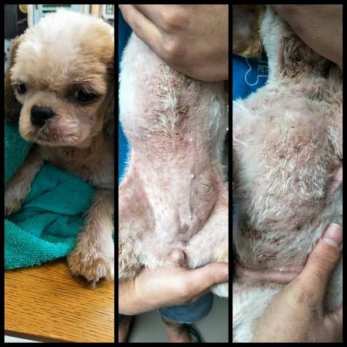 TERBARU OBAT SCABIES DEMODEX ANJING KUCING PARASIT GATAL BERKERAK