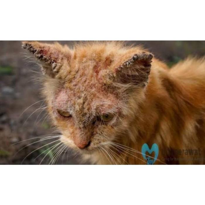 SALE OBAT SCABIES DEMODEX ANJING KUCING PARASIT GATAL BERKERAK