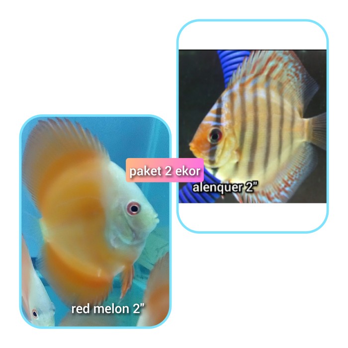 Ikan Discus paket mix