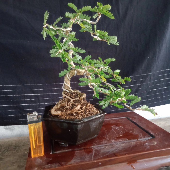 Terlaris Bonsai Asem Saraf,Bonsai Jadi Tinggal Pajang