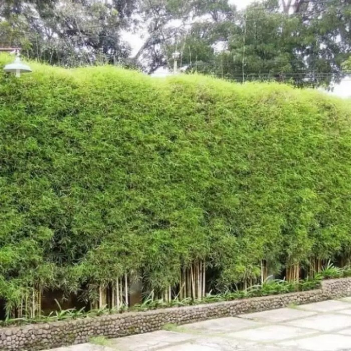 Terlaris Bambu Jepang/Bambu Untuk Pagar