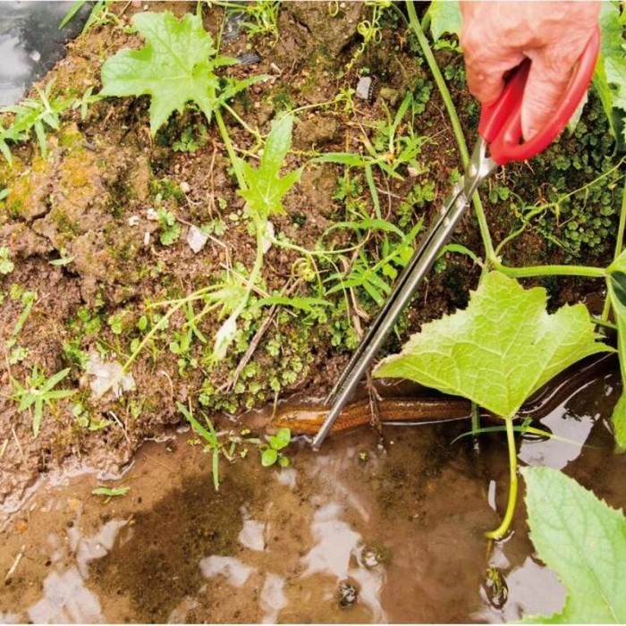 Terlaris Gunting Pencapit Penjepit Jepit Belut Welut Sawah Alat Tangkap Belut