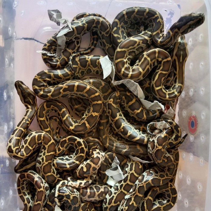 Terlaris Baby Molu Ch/Makan Lancar