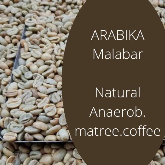 

Gilaa!!! Green Bean Biji Kopi Arabika Arabica Java Malabar Natural Anaerob G1 Bagus
