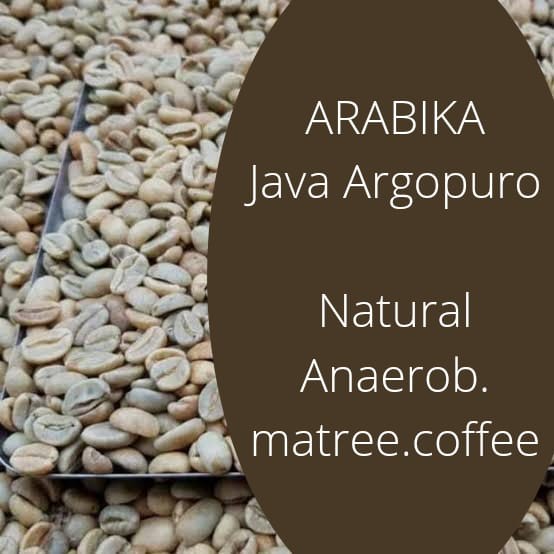 

Hemat Green Bean Biji Kopi Arabika Arabica Java Argopuro G1 Natural Anaerob Murah