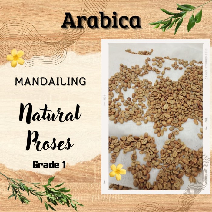 

Murah Green Bean /Biji Kopi Arabika Mandailing /Natural Proses Grade 1 Berkualitas