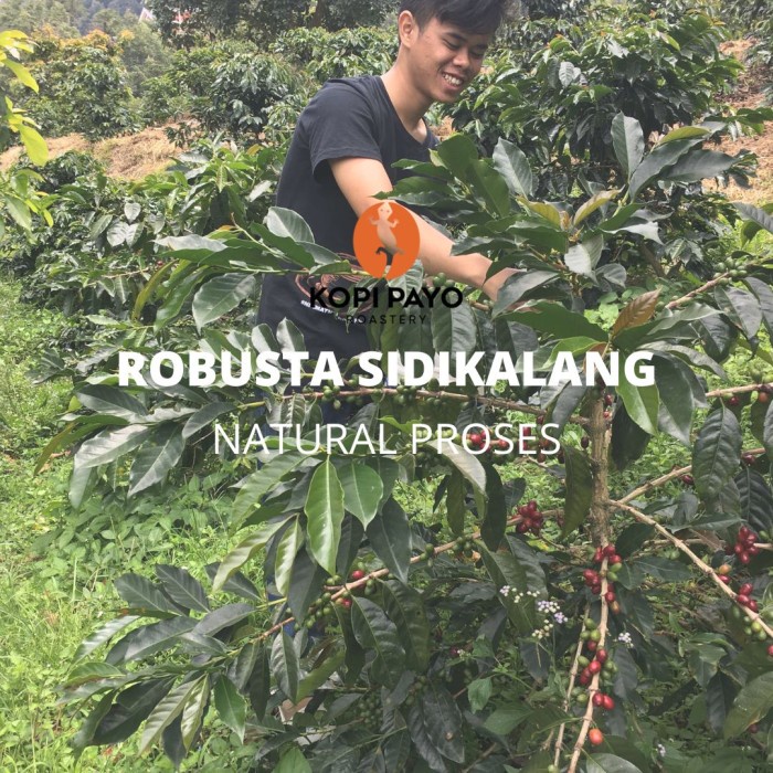 

Terlaris Kopi Robusta Sidikalang - Natural Gilaa!!!