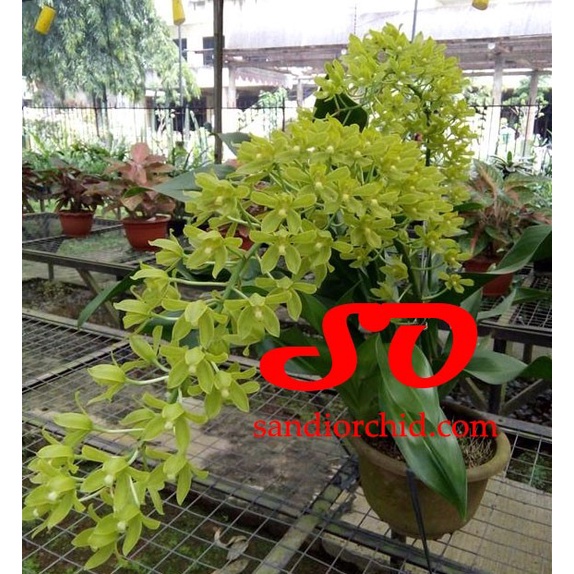 GRAMMATOPHYLLUM SCRIPTUM VAR CITRINUM (DEWASA SIAP BERBUNGA) ORIGINAL