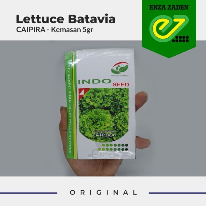 BENIH/BIBIT SELADA/LETTUCE CAIPIRA 5 GR (INDO SEED) ORIGINAL