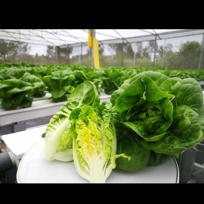 BENIH OLITE RZ LITTLE GEM RIJK ZWAAN - 1000 PILLS ORIGINAL