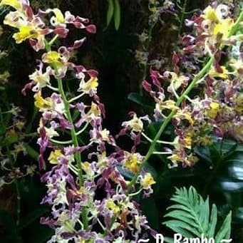 ANGGREK DENDROBIUM KERITING RAMBO ORIGINAL
