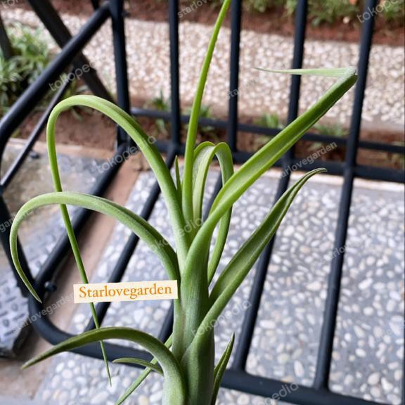 TILLANDSIA INTERMEDIA ORIGINAL