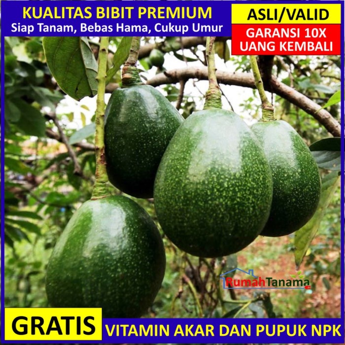 BIBIT TANAMAN BUAH ALPUKAT MIKI UNGGUL, MURAH, BERGARANSI ORIGINAL