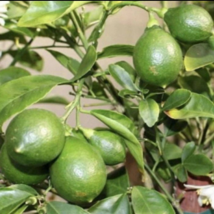TANAMAN BUAH JERUK NIPIS // TANAMAN BUAH JERUK NIPIS SUDAH BERBUAH ORIGINAL