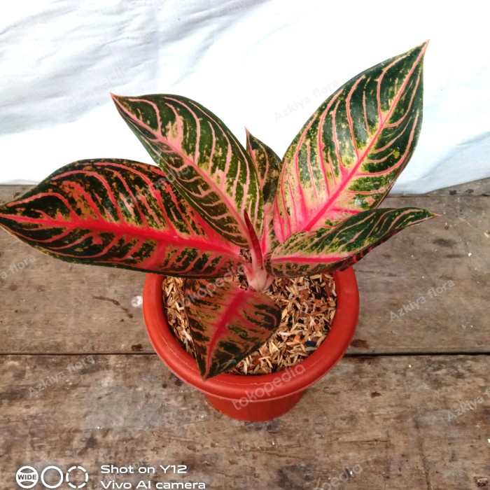 AGLONEMA RED SUMATRA REMAJA ORIGINAL