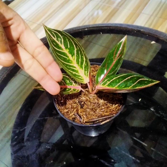 TANAMAN HIAS AGLONEMA RED SUMATRA/POHON HIAS AGLONEMA REDSUMATRA ORIGINAL