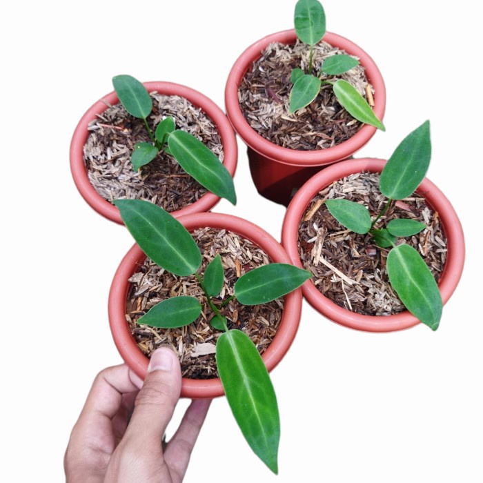 TANAMAN HIAS ANTHURIUM WAROCQUEANUM LIDAH GAJAH SUDAH MULAI MEMANJANG ORIGINAL