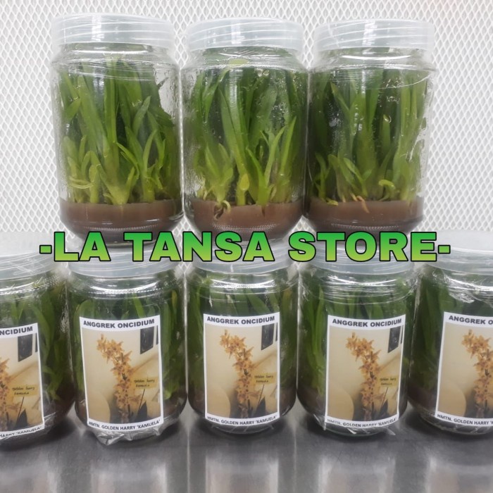 BIBIT BOTOL ANGGREK ONCIDIUM ORIGINAL
