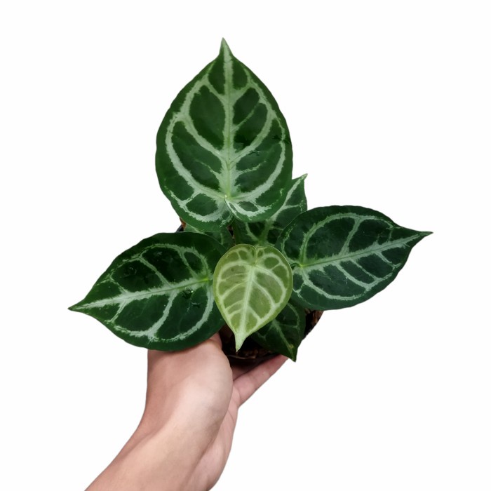 ANTHURIUM KUPING GAJAH SILVER MANGKOK ATAU DORAYAKI SILVER MANGKOK ORIGINAL