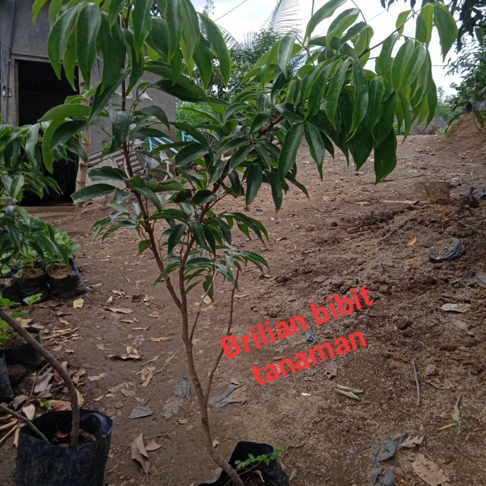 BIBIT TANAMAN BUAH LECI MERAH BATANG BESAR ORIGINAL