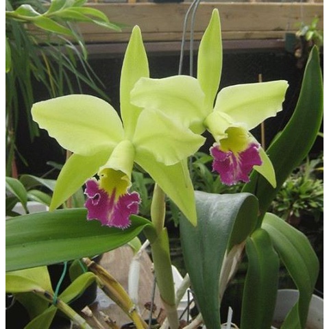 CATTLEYA BLC GREENWICH ORIGINAL