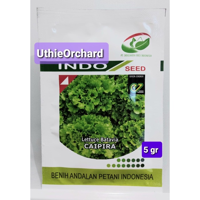 BENIH INDO SEED ENZA ZADEN - SELADA BATAVIA CAIPIRA KEMASAN ASLI 5 GR ORIGINAL